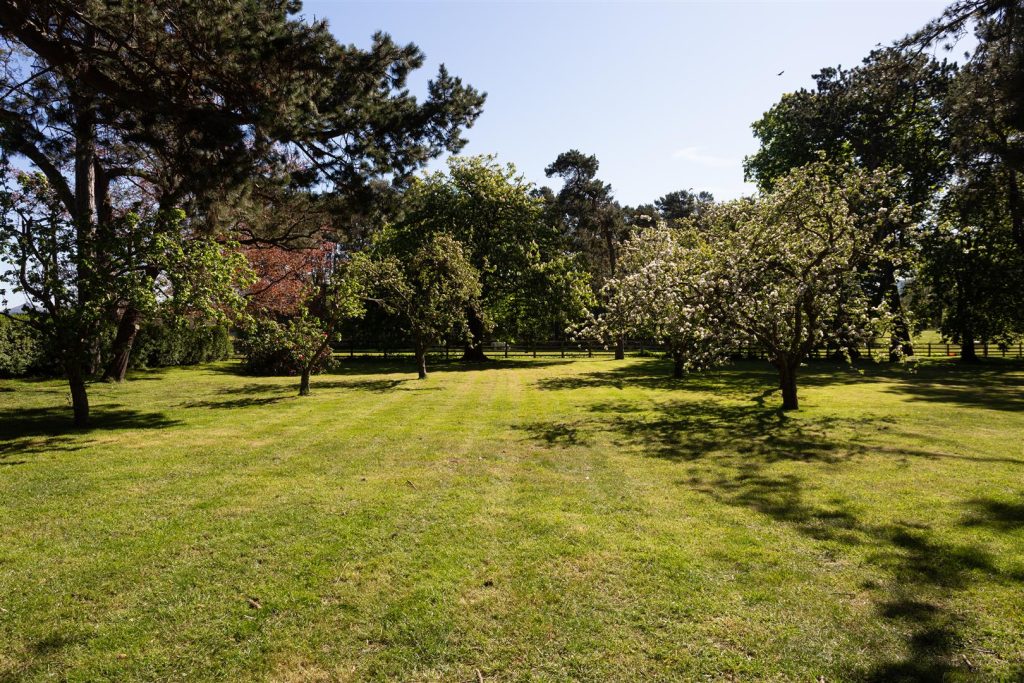 Orchard.jpg